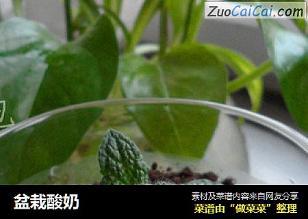 盆栽酸奶