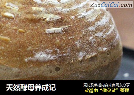 天然酵母养成记