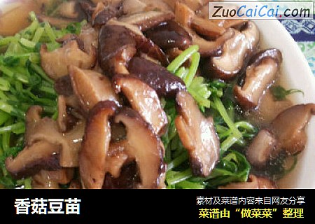 香菇豆苗