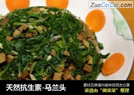 天然抗生素-马兰头