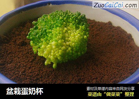 盆栽蛋奶杯