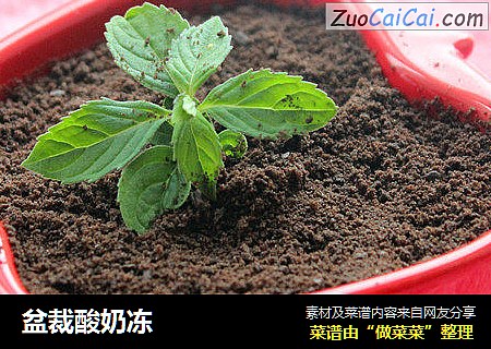 盆裁酸奶冻