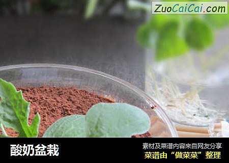 酸奶盆栽