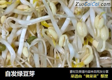 自发绿豆芽