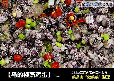 【乌的楼蒸鸡蛋】--你从未见过的世界上最小的乌贼