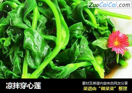 凉拌穿心莲