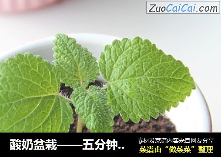 酸奶盆栽——五分钟完成的小甜品
