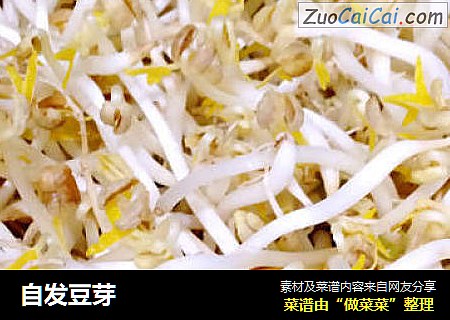 自发豆芽