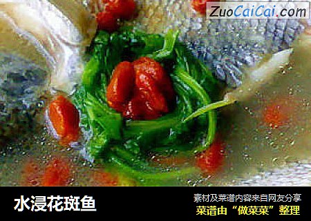 水浸花斑鱼
