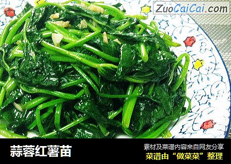 蒜蓉红薯苗