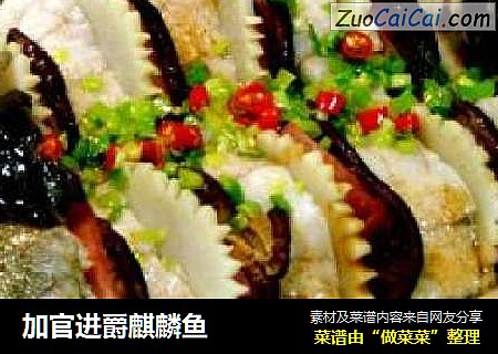 加官进爵麒麟鱼