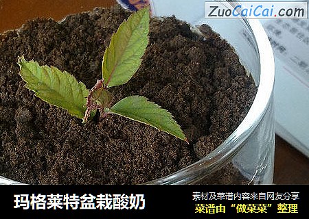 玛格莱特盆栽酸奶