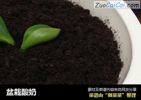 盆栽酸奶