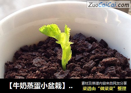 【牛奶蒸蛋小盆栽】----可以吃的小盆栽