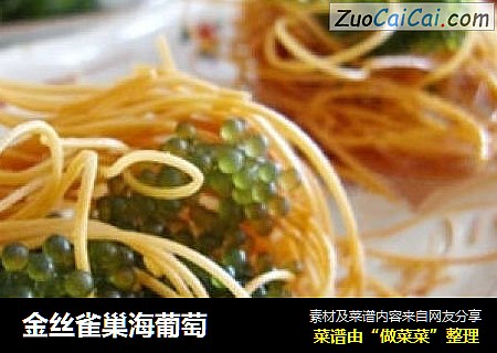 金丝雀巢海葡萄