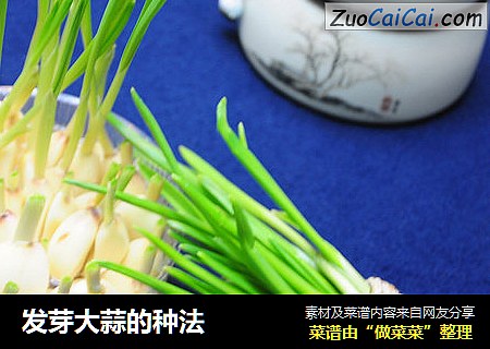 发芽大蒜的种法