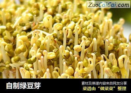 自制绿豆芽