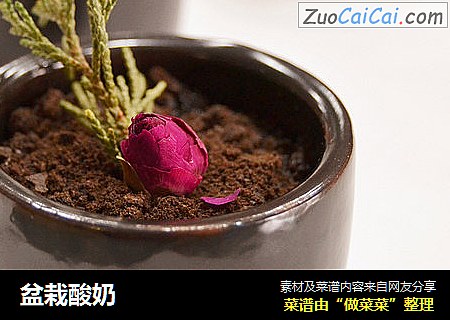 盆栽酸奶