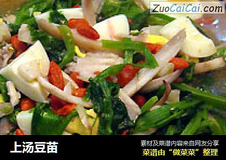 上汤豆苗