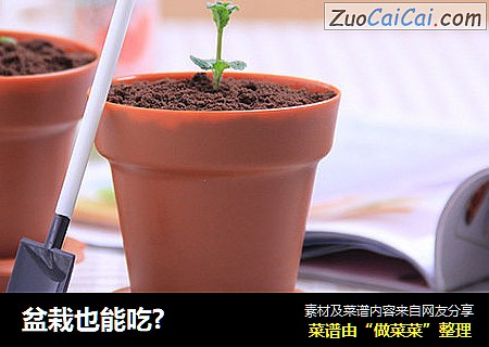 盆栽也能吃?