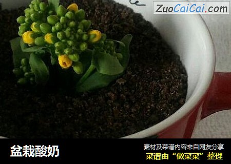 盆栽酸奶