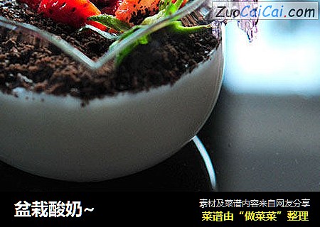 盆栽酸奶~