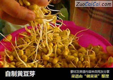 自制黄豆芽