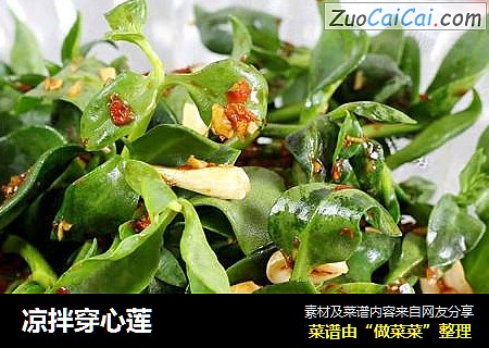 凉拌穿心莲