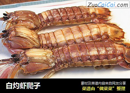 白灼虾爬子