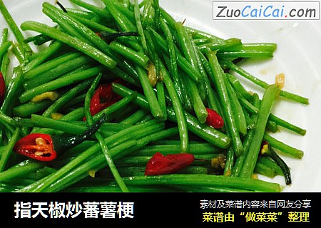 指天椒炒蕃薯梗