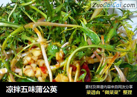 凉拌五味蒲公英