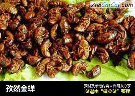 孜然金蝉