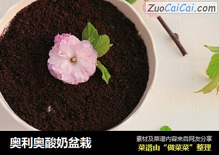 奥利奥酸奶盆栽