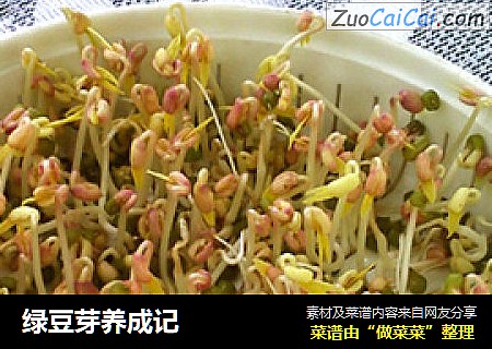 绿豆芽养成记