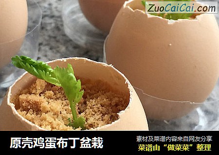 原壳鸡蛋布丁盆栽