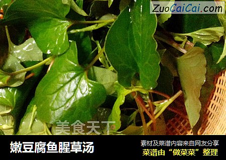 嫩豆腐鱼腥草汤