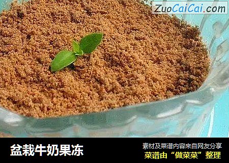 盆栽牛奶果冻