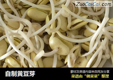 自制黄豆芽