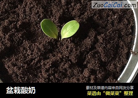 盆栽酸奶