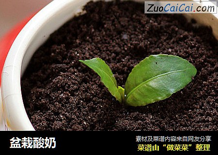 盆栽酸奶