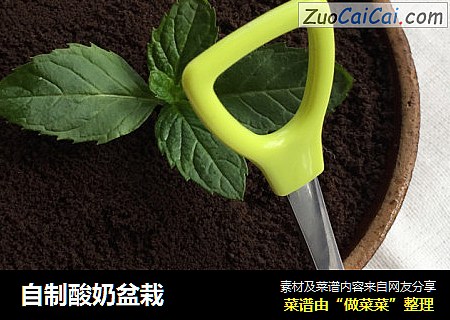 自制酸奶盆栽