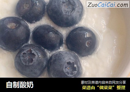 自制酸奶