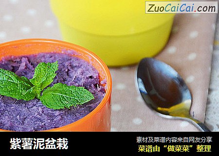 紫薯泥盆栽