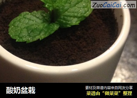酸奶盆栽