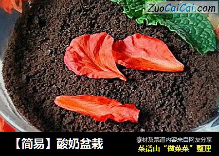 【简易】酸奶盆栽