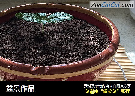 盆景作品