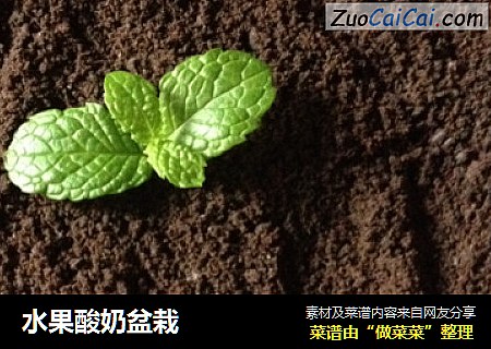 水果酸奶盆栽