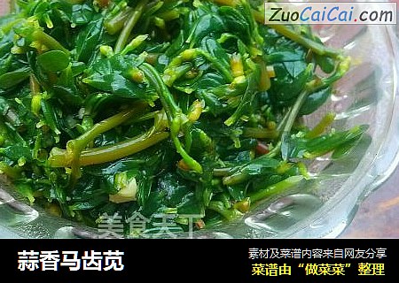 蒜香马齿苋