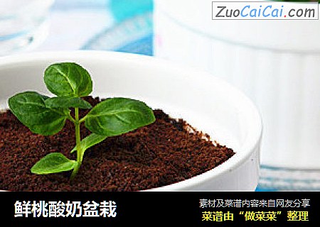 鲜桃酸奶盆栽