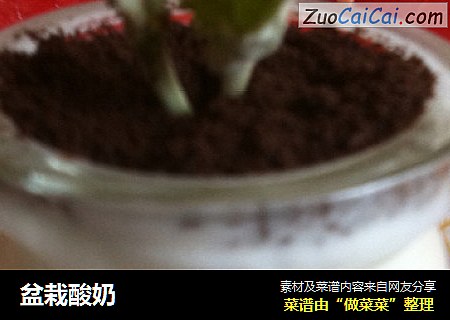 盆栽酸奶